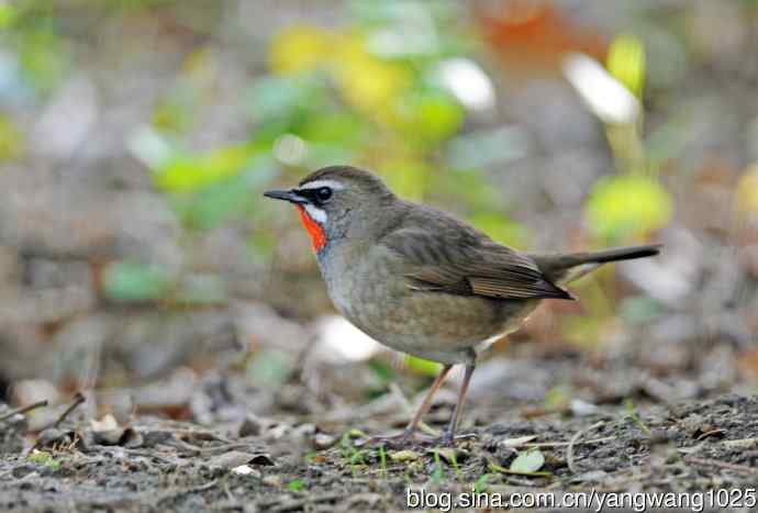 红喉歌鸲（12）