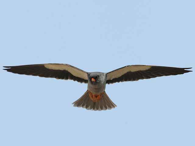 阿穆尔隼咏叹 阿穆尔隼咏叹