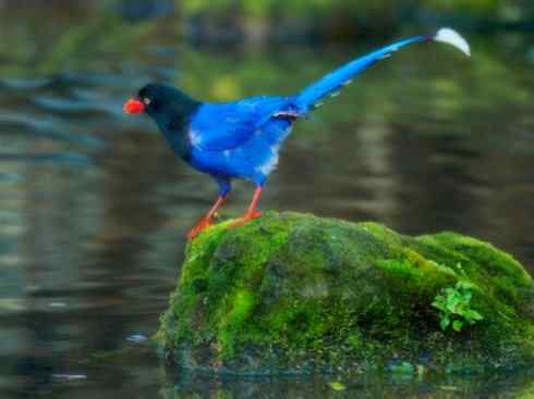 家禽驯化之源之二十九