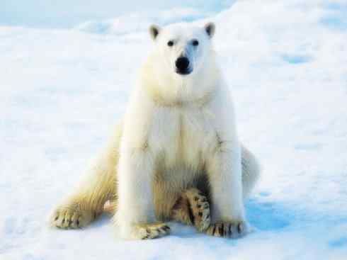 犬科:犬亚科犬属之郊狼、红狼 犬科:犬亚科犬属之郊狼、红狼