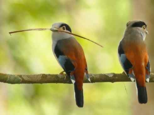 美丽无罪：雀鸟之阔嘴鸟