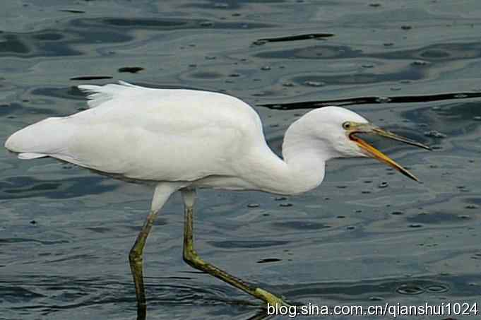 沙河水库.今天只拍到白鹭
