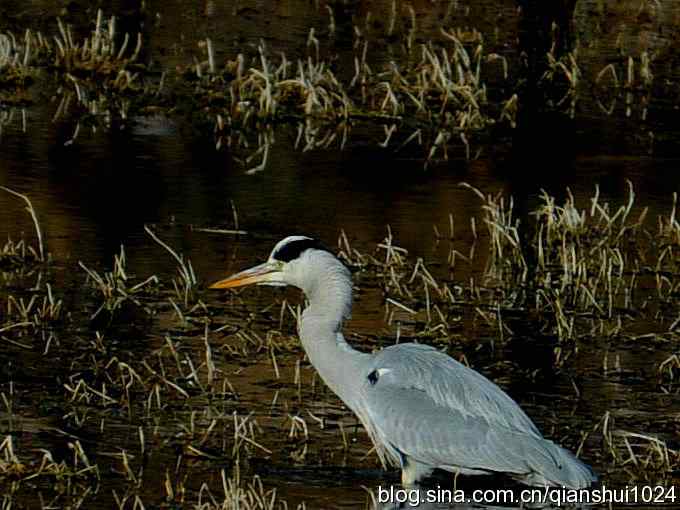 苍鹭抓鱼记(十渡)