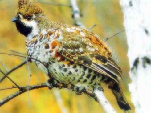 家禽驯化之源之十 家禽驯化之源之十