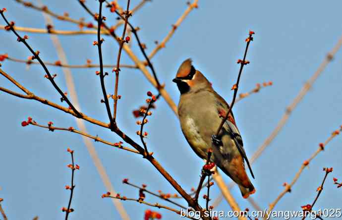 太平鸟（抓拍）1