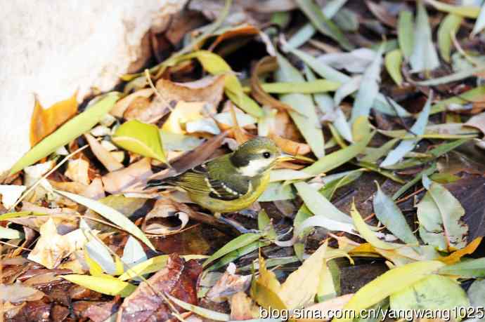 黄腹山雀（5）