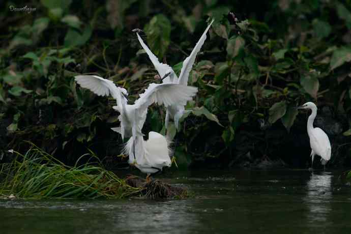 白鹭弄清影 wbr翩跹在河边