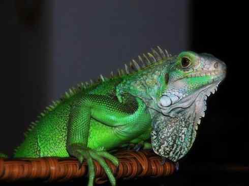 自然奇观：动物大迁徙(绿鬣蜥）