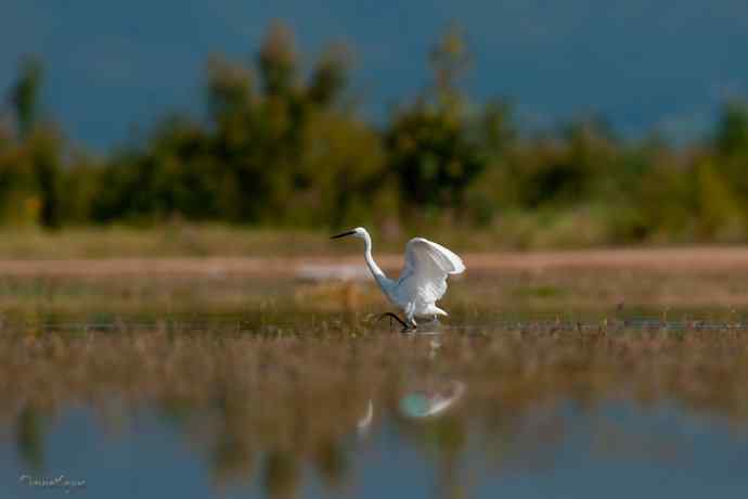 野鸭湖.生境白鹭