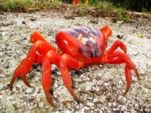 自然奇观:动物大迁徙(红蟹) 自然奇观:动物大迁徙(红蟹)