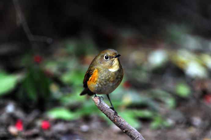 雌性红胁蓝尾鸲(6) 雌性红胁蓝尾鸲(6)
