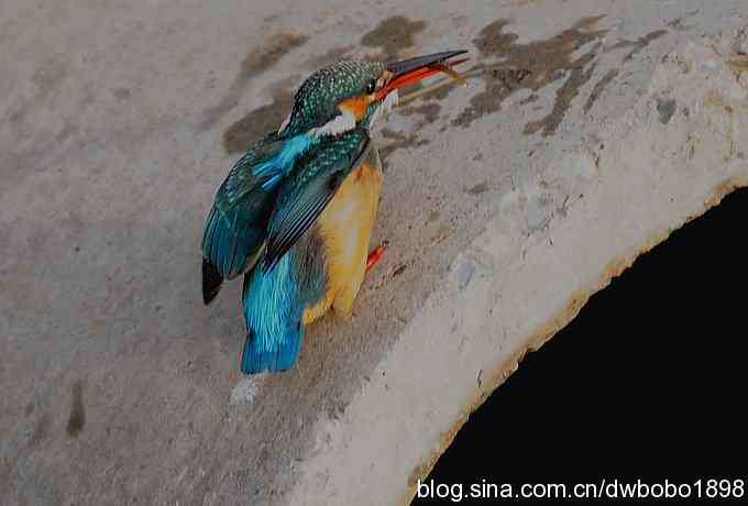 新年第一炮:小翠抓虾 新年第一炮:小翠抓虾