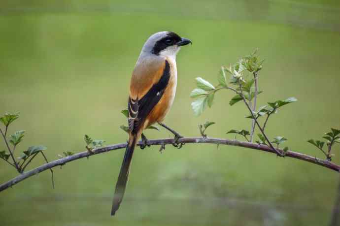 洋县朝圣——偶遇棕背伯劳