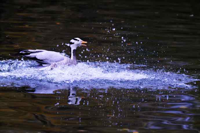 斑头雁(抓拍)5 斑头雁(抓拍)5