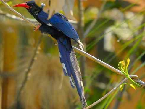 绝色攀禽:戴胜与林戴胜 绝色攀禽:戴胜与林戴胜