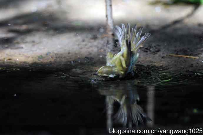 浴（黄眉柳莺）