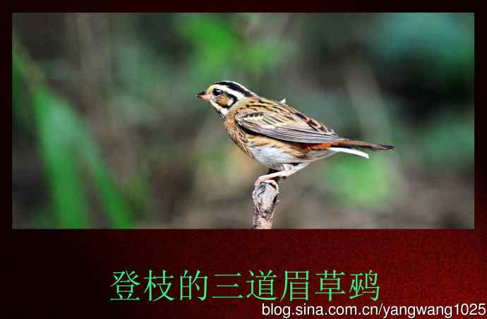 北京天坛公园的鸟类——登枝的三道眉草鹀