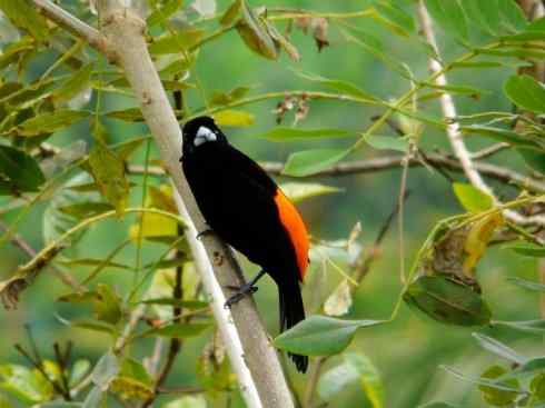 极品红色鸟类：巴西仲嘴雀