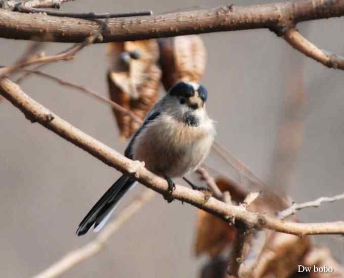 乖巧玲珑滴银喉长尾山雀