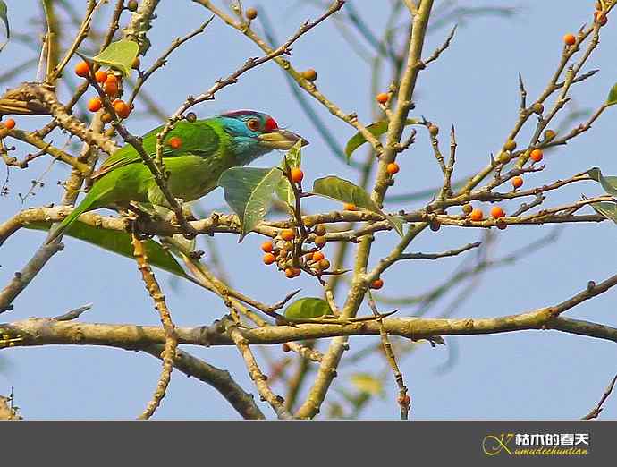西双版纳拍鸟之一【实拍】