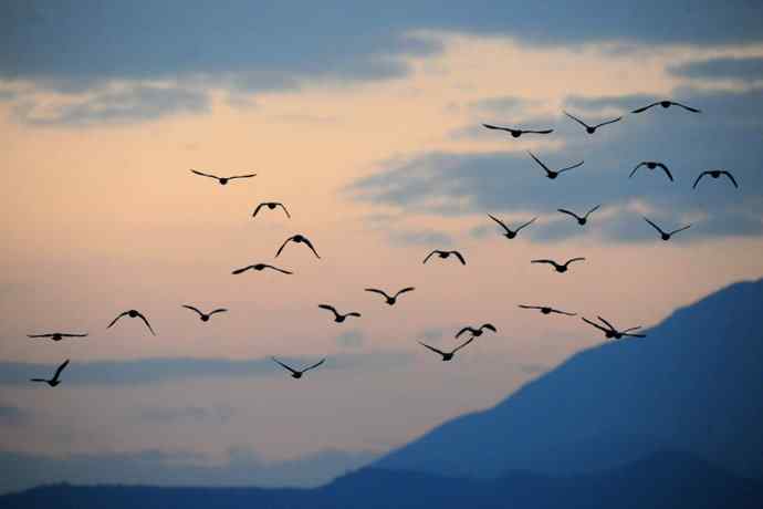 美丽的野鸭湖 美丽的野鸭湖