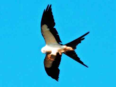 白头鸟系列：另类的美丽（燕尾鸢）