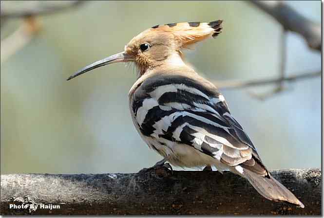 天坛公园邂逅戴胜将军