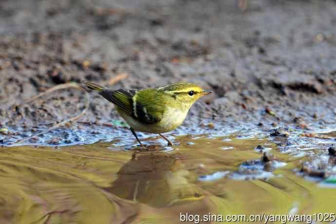 黄腰柳莺（17）