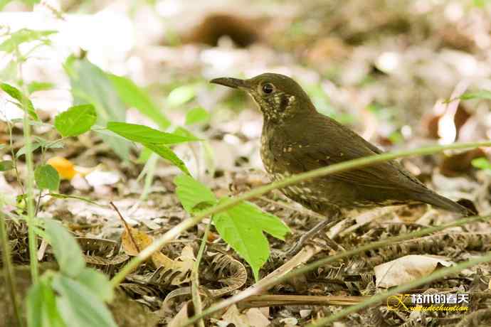 云南拍鸟的几张记录片