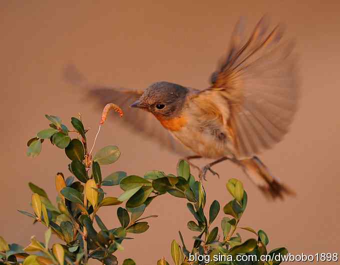 红胸姬鹟温暖的冬日
