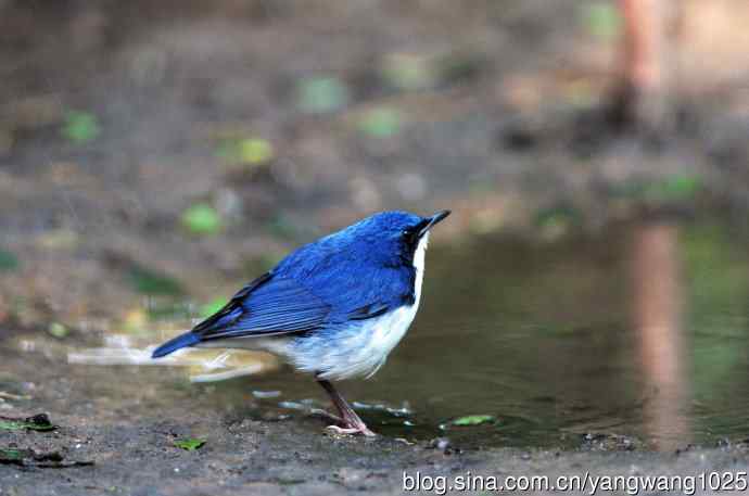 雄性蓝歌鸲（2）