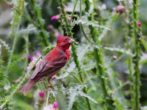 家禽驯化之源之二十一（主红雀、唐纳雀、靛蓝彩鹀）
