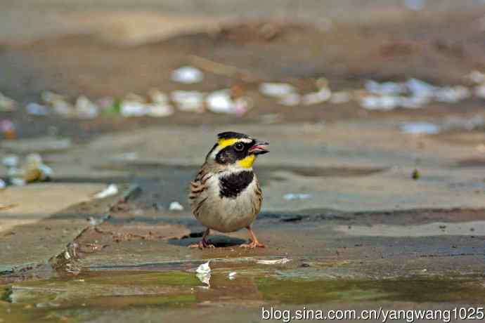 雄性黄喉鹀(6) 雄性黄喉鹀(6)
