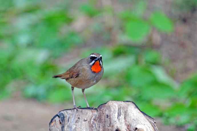 雄性红喉歌鸲(4) 雄性红喉歌鸲(4)