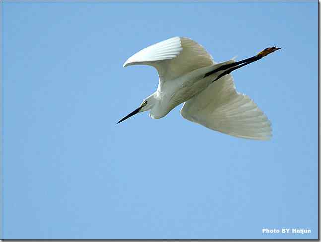 蓝天作秀的鹭鸶