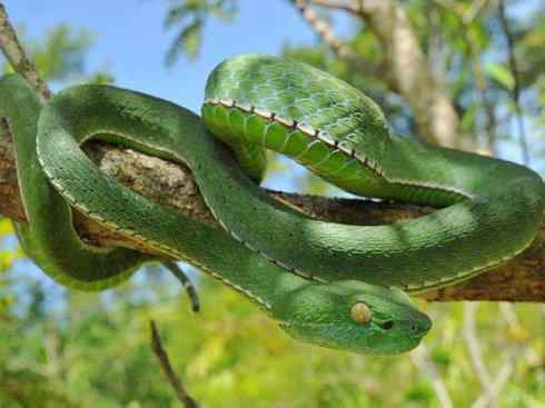 龙:传说的兽原型探秘(蝮蛇类) 龙:传说的兽原型探秘(蝮蛇类)