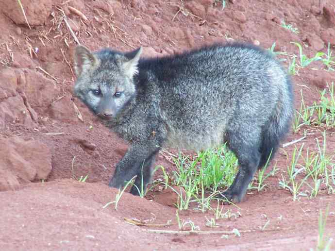 犬科：狐亚科食蟹狐属之食蟹狐
