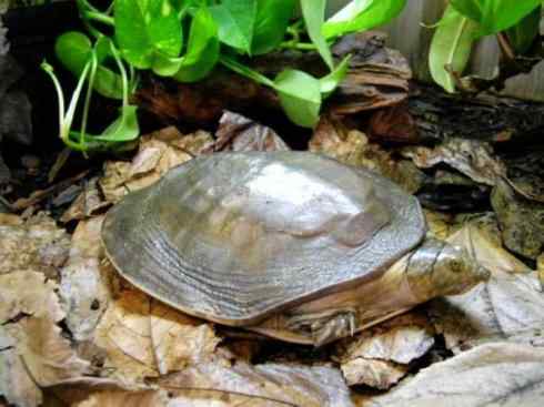 玄武：传说的兽原型探秘（鳖）