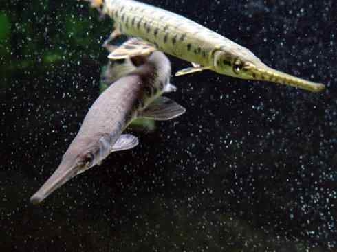 鱼类活化石:鳄雀鳝 鱼类活化石:鳄雀鳝