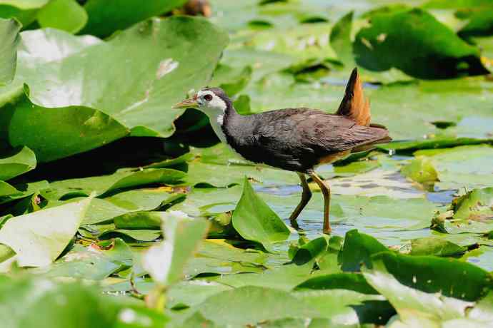 龙潭西湖的白胸苦恶鸟