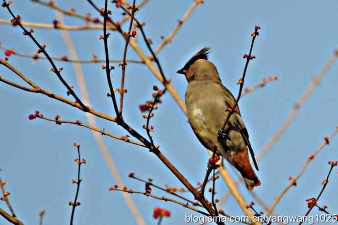太平鸟（抓拍）1