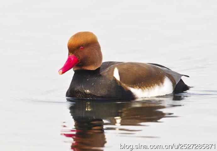 北京野鸟摄影——周末拍鸟