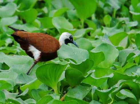 奇特的盔：非洲雉鸻