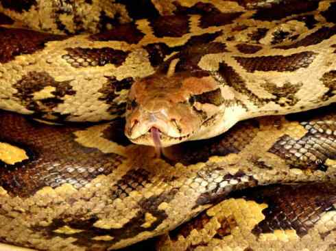 龙：传说的兽原型探秘（蟒蛇类）