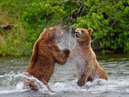 十大喜食蜂蜜动物：棕熊