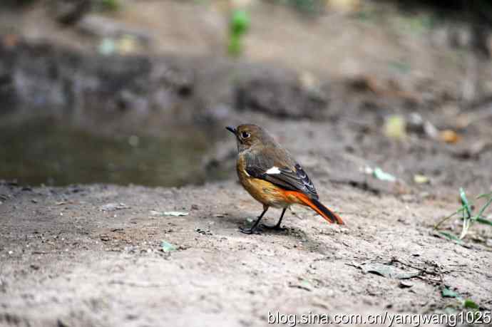 雌性北红尾鸲(2) 雌性北红尾鸲(2)