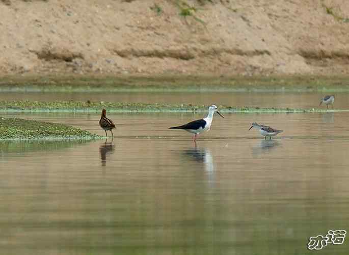 北京沙河&nbsp;wbr路&nbsp;wbr黑翅长脚鹬和扇尾沙锥