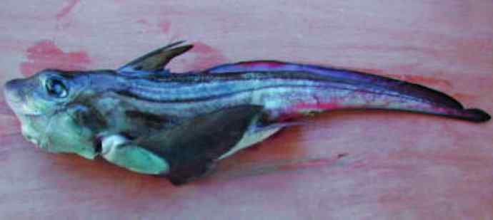 鱼类活化石：银鲛