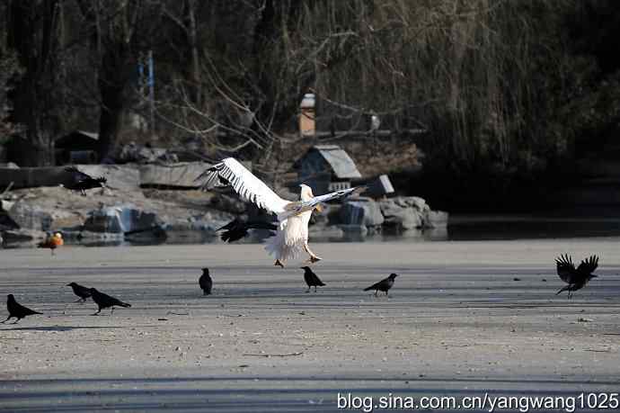 鹈鹕(大白)飞去 鹈鹕(大白)飞去