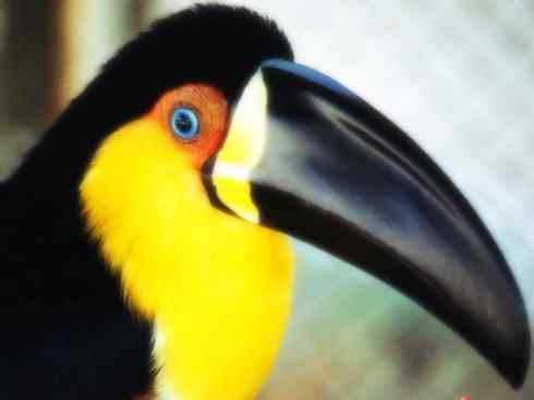 猎奇：十大奇异鸟类